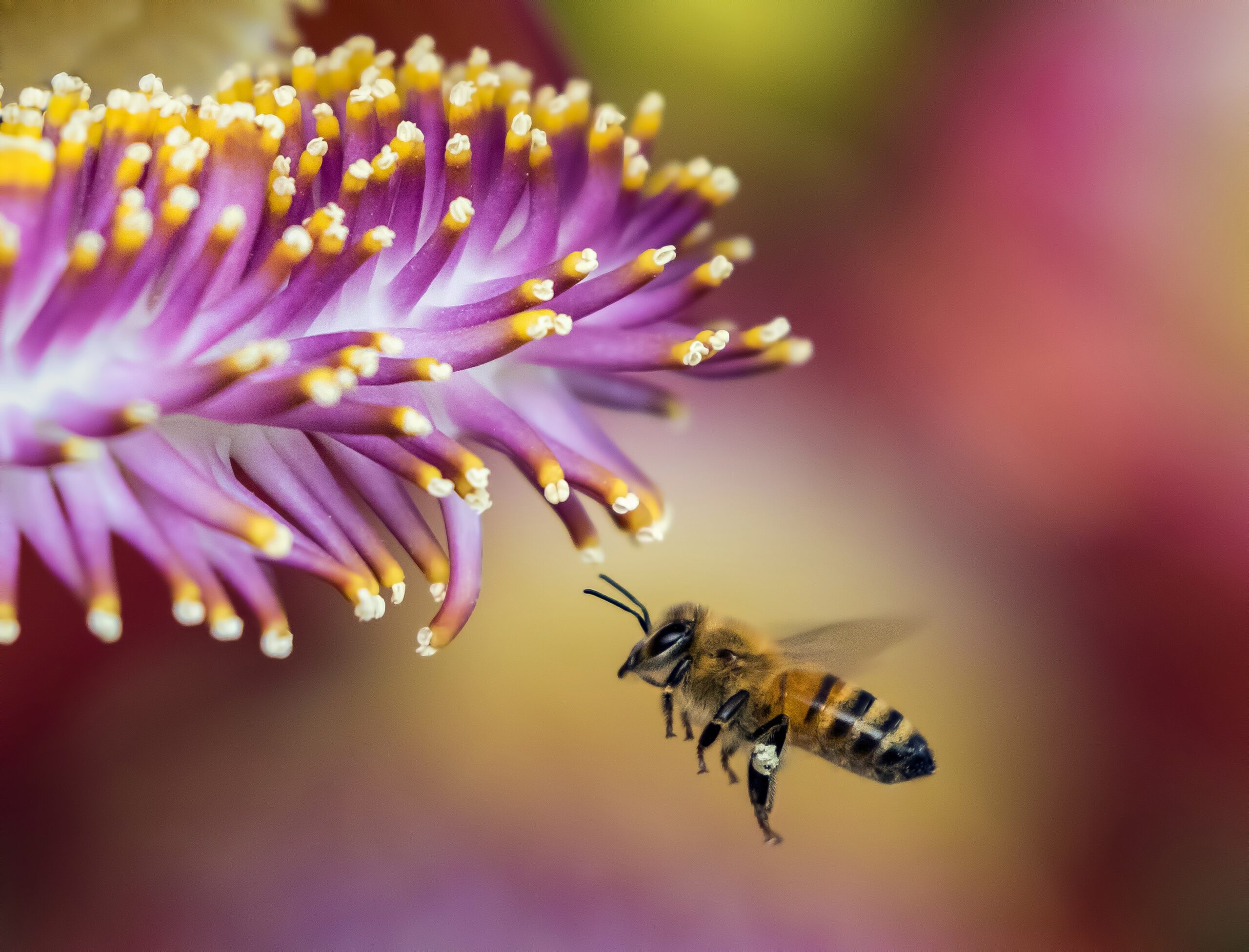 Honingbijen en wilde bijen