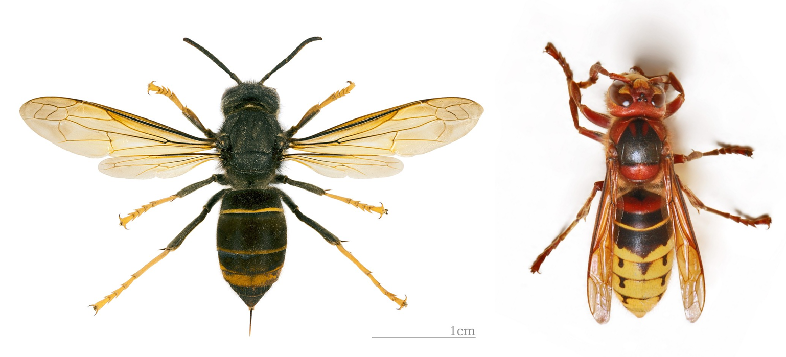 Aziatische Hoornaar koninginnen gesignaleerd